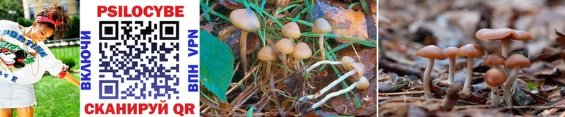 Псилоцибиновые грибы GOLDEN TEACHER  Купить закладки  Бакал 